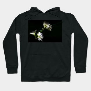 Amaryllis Flower In Full Bloom Hoodie